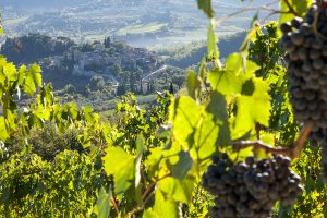 Villa Bordoni winery, our Chianti terrace