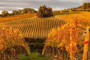 Villa Bordoni in autumn, Chianti Classico